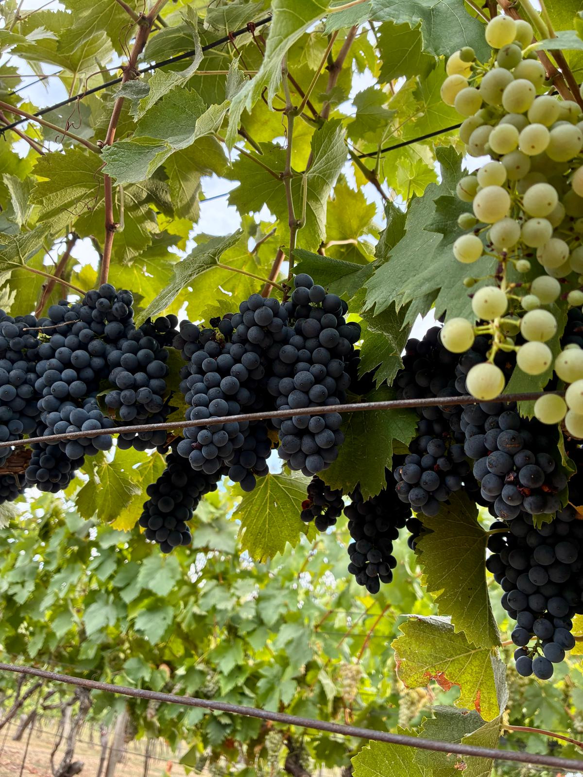 Čarovný vinohrad s pivnicou a tohtoročnou úrodou v cene