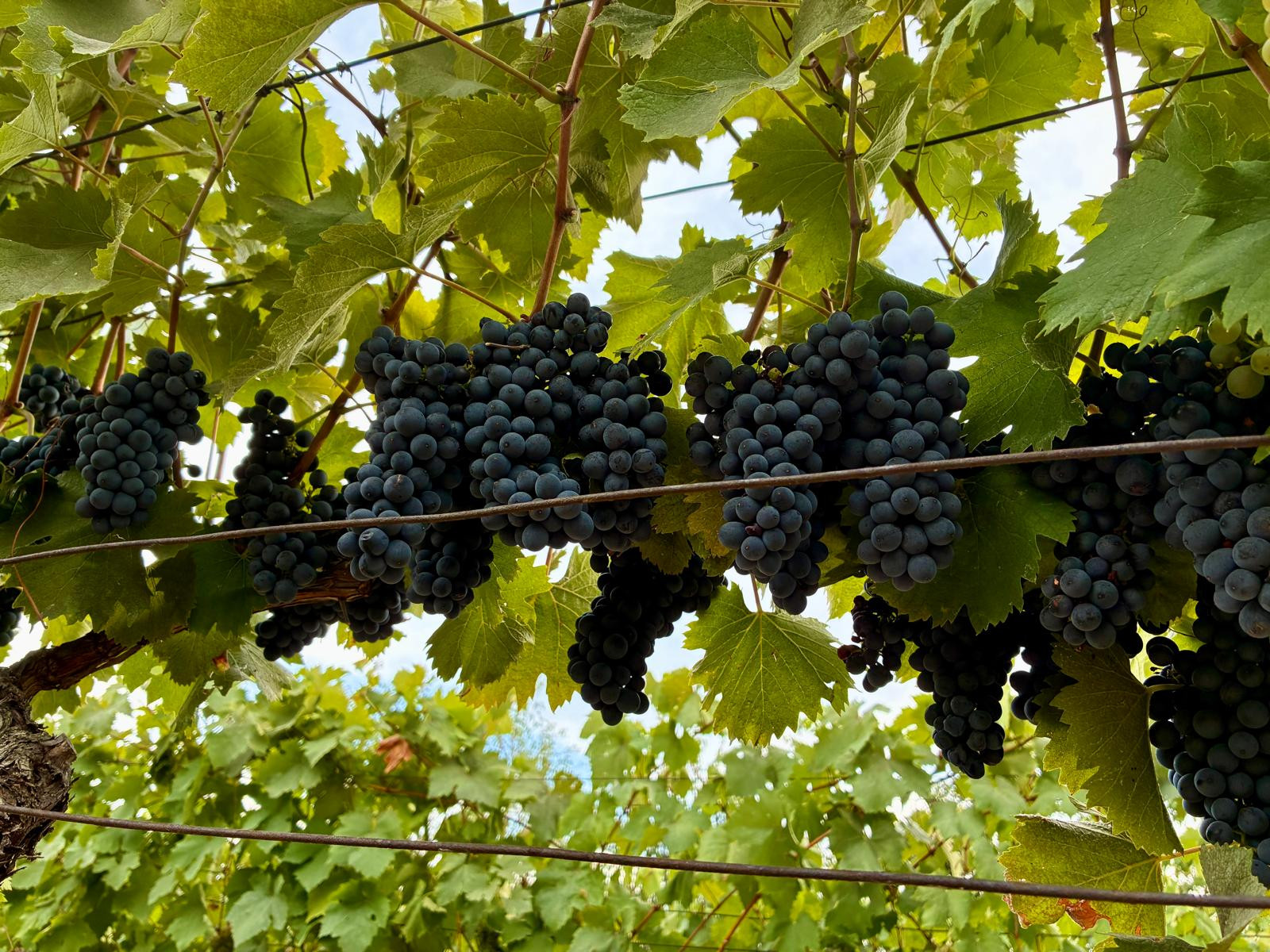 Čarovný vinohrad s pivnicou a tohtoročnou úrodou v cene