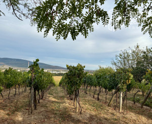 Čarovný vinohrad s pivnicou a tohtoročnou úrodou v cene