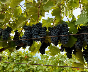 Čarovný vinohrad s pivnicou a tohtoročnou úrodou v cene
