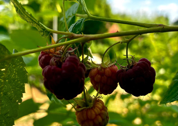 REZERVOVANÉ !!!  predaj záhradka  s chatkou