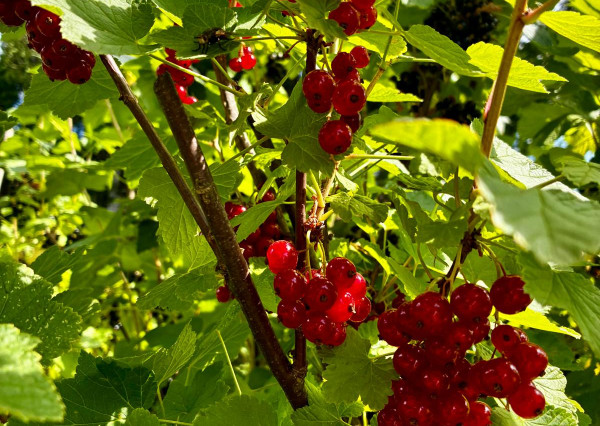 REZERVOVANÉ !!!  predaj záhradka  s chatkou