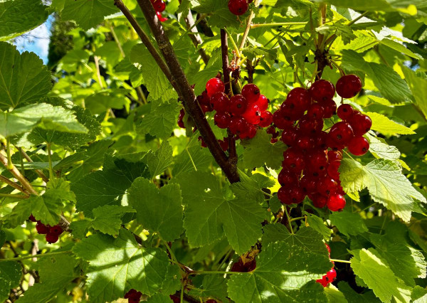 REZERVOVANÉ !!!  predaj záhradka  s chatkou