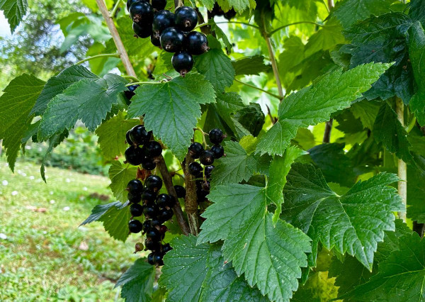 REZERVOVANÉ !!!  predaj záhradka  s chatkou