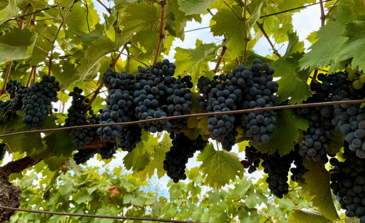 Čarovný vinohrad s pivnicou a tohtoročnou úrodou v cene - fotografia 1