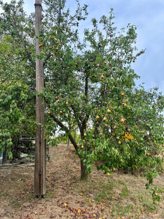 Čarovný vinohrad s pivnicou a tohtoročnou úrodou v cene - fotografia 18