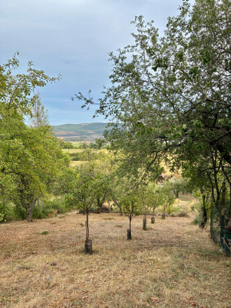 Čarovný vinohrad s pivnicou a tohtoročnou úrodou v cene - fotografia 17