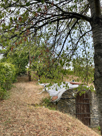 Čarovný vinohrad s pivnicou a tohtoročnou úrodou v cene - fotografia 12