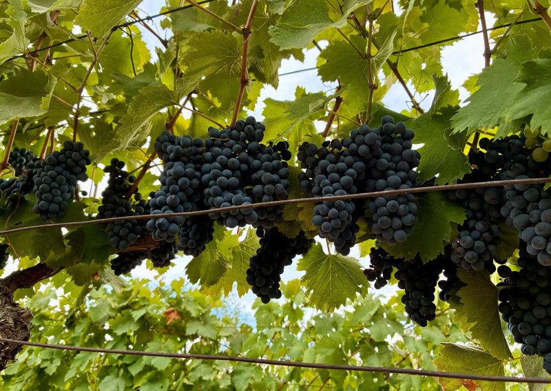 Čarovný vinohrad s pivnicou a tohtoročnou úrodou v cene